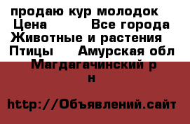 продаю кур молодок. › Цена ­ 320 - Все города Животные и растения » Птицы   . Амурская обл.,Магдагачинский р-н